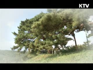 진안 평지리 이팝나무 / 의령 성황리 소나무