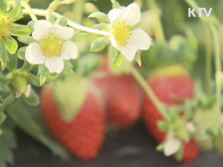 딸기 생산 세계 5위···품종 개발 '개가'