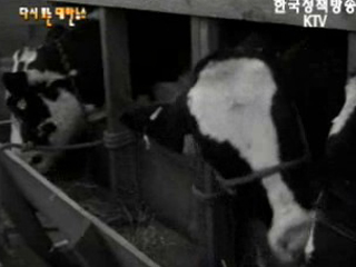 젖소 도입(`61) 이미지