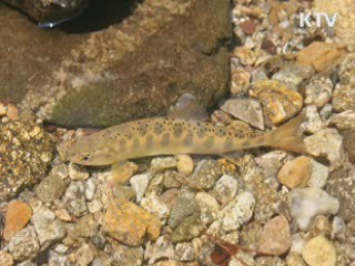 민통선 이북 멸종위기 30종 서식 확인