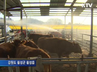"구제역 재발 막아라"
