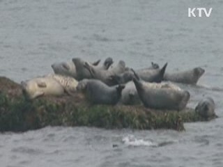 '점박이물범 서식' 백령도 보호구역 추진