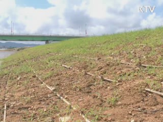 4대강 나무심기 이달 말부터 시작