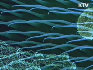 크리스마스 트리의 고향은 우리나라