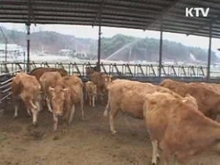 경북 안동서 한우 구제역 의심 신고 