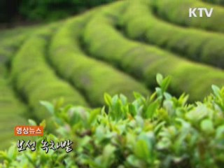 보성 녹차밭 [영상뉴스]