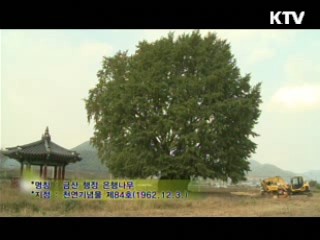 금산 행정 은행나무/ 부산진 배롱나무 