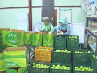 정부 지원정책 힘입어 농산물 수출 '쑥쑥'