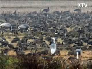 DMZ 중부지역, 450종 야생동식물 서식 확인