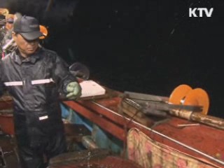 태안 앞바다 오징어잡이 한창