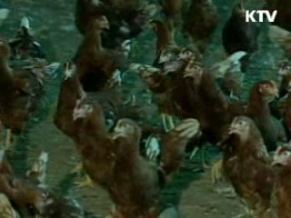전북 익산서 조류인플루엔자 발생