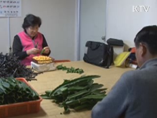 한국산 접목선인장 세계시장 석권 [시니어 리포트]