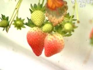 강원도 평창, 고랭지 여름딸기