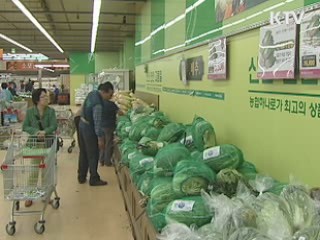 배추 등 김장용 채소값 급격한 안정세
