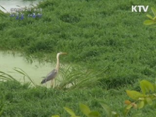 생태환경보고서 "새물결, 새희망" -영산강-