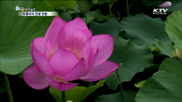 양평 두물머리 연분홍 연꽃 만발
