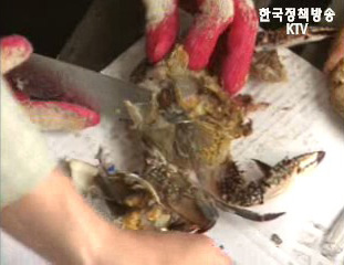 KBS 냉동꽃게 보도 관련 해수부 입장