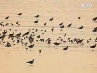 "철새와 맑은 사랑 나누기"