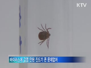 '야생진드기' 치사율 일본뇌염보다 낮아