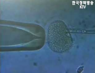 황교수팀 체세포복제연구 승인 취소