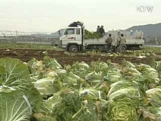 서울시, 시중가 70% 배추 공급 개시