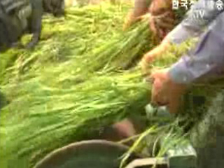 통일벼, 해방 이후 최고 농작물로 뽑혀