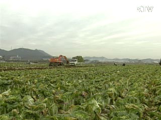 농협, 배추 1천톤 30% 할인 판매