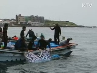 '고래상어' 국내 첫 포획