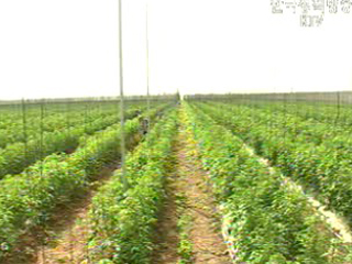 FTA 연속 해외르포, 멕시코편 Ⅲ - 경쟁력이 관건