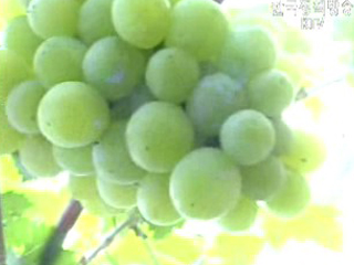 검증된 `FTA 효과`