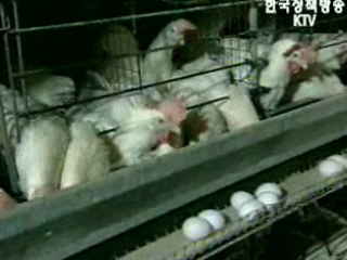 AI 확산방지 방역대책 총력