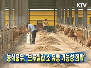 농식품부, "브루셀라 소 유통 가능성 희박"