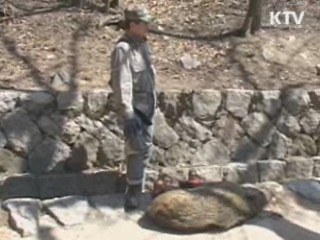 환경부, 도심에 멧돼지 포획틀 설치