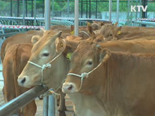 한우 암소 10만마리 감축, 소비 다각화 