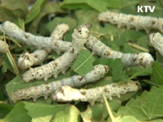 '누에 밸리' 조성…양잠 신성장동력 육성