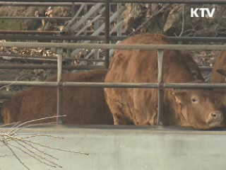 경북 영양 구제역 의심 한우 '음성' 판정
