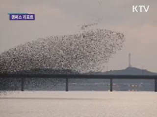 "철새와 맑은 사랑 나누기"