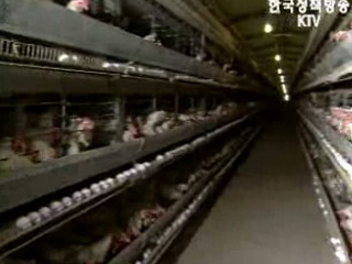 AI 발생지역 오리·닭 23만 6천마리 살처분