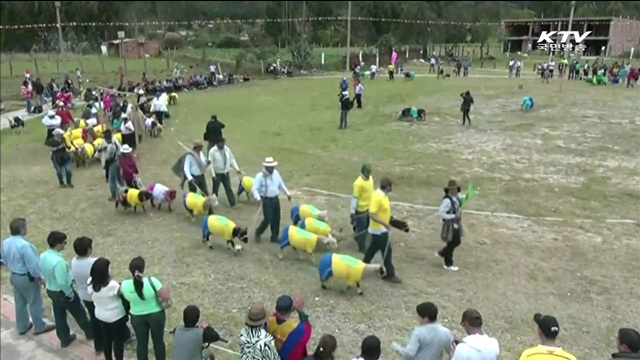 '양들의 축구' 브라질 월드컵 기념 이색 경기 [세계 이모저모]