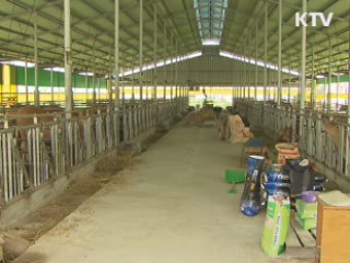 포항 한우 구제역 '음성' 판정···방역 체계 강화