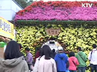 국화향기 그윽한 함평