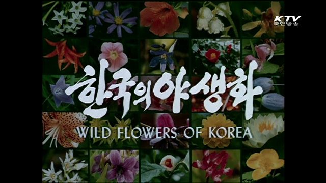 문화영화 - 한국의 야생화