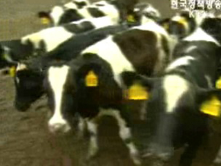 황사 대비 농작물.가축 관리 주의보