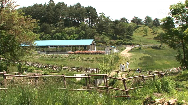 대관령에 한우 방목…초원 누비는 소떼 [국민리포트]