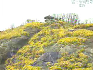 내달 7일 서귀포 시작으로 봄꽃 개화