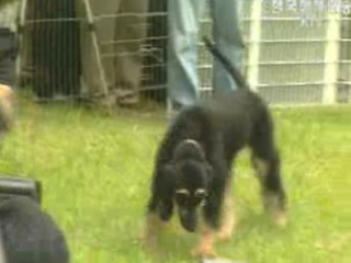 김우식 부총리 `제3의 동물 복제 성과`