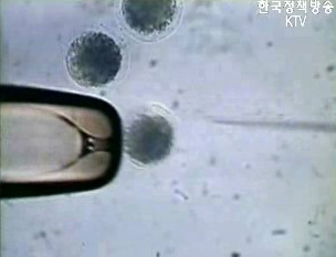 황교수, 2004년 논문 조작 시인