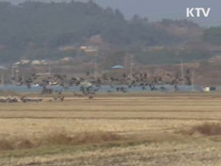 겨울 철새 개체 수 늘었다