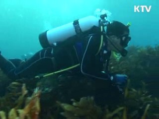 전국 연안 대규모 '바다숲' 조성