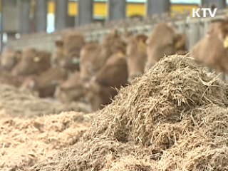 돼지 이어 한우도 구제역…방역 총력